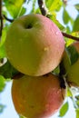 Big braeburn apples riping on the apple tree Royalty Free Stock Photo