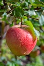 Big braeburn apples riping on the apple tree