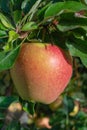 Big braeburn apples riping on the apple tree