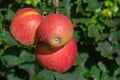 Big braeburn apples riping on the apple tree