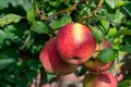 Big braeburn apples riping on the apple tree