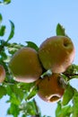 Big braeburn apples riping on the apple tree