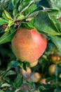 Big braeburn apples riping on the apple tree