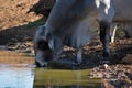 Big Brahma Bull Royalty Free Stock Photo