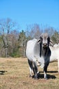 Big Brahma Bull Royalty Free Stock Photo