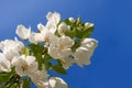 Big branch of blossoming apple tree on the background of blue sky. Concept spring. Copy space. Garden. Instagram stile. Royalty Free Stock Photo