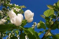 Big branch of blossoming apple tree on the background of blue sky. Concept spring. Garden. Instagram stile. Royalty Free Stock Photo