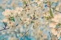 big branch with blossoming flowers of cherry tree on blurred bac Royalty Free Stock Photo