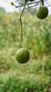 Big branch of lemon tree with lemons. beautiful Indian special big lemon or neembu Royalty Free Stock Photo