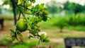 Big branch of lemon tree with lemons. beautiful Indian special big lemon or neembu Royalty Free Stock Photo