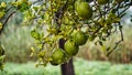 Big branch of lemon tree with lemons. beautiful Indian special big lemon or neembu Royalty Free Stock Photo