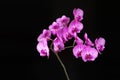 Pink orchid flowers isolated on black background copy spaes