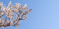 Big branch of springtime blossom almond tree