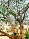 Big branch of tree. Full of spora and wild plants. Indonesia Royalty Free Stock Photo