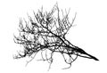 Big branch tree silhouette in winter. Vector illustration