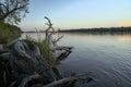 Big branched snag on the river bank Royalty Free Stock Photo