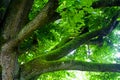 Big branches of tree Royalty Free Stock Photo