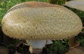 Big braod mushroom Royalty Free Stock Photo