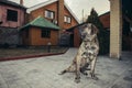 Big brazilian fila dog protecting the property sitting in the yard.