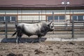 Big breeding bull on the farm, closeup, outdoors