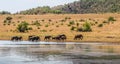 A big breeding herd of Elephants drinking water in Pilanesberg national park