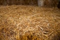 Big brick of yellow dry hay, close up Royalty Free Stock Photo