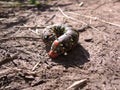 Big bright beautiful caterpillar curled up on the ground crawling