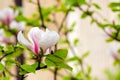 big bright flower of magnolia soulangeana tree in full bloom Royalty Free Stock Photo