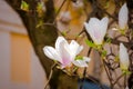 big bright flowers of magnolia soulangeana tree in full bloom Royalty Free Stock Photo