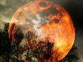 Big Bright Full Orange Red Blood Moon Behind Bare Leafless Trees On Cloudy Black Sky Background Wallpaper.