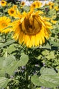 Big bright golden sunflowers on the big sunflower field with bees Royalty Free Stock Photo