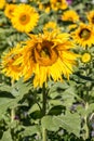 Big bright golden sunflowers on the big sunflower field with bees Royalty Free Stock Photo