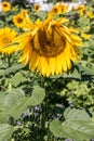 Big bright golden sunflowers on the big sunflower field with bees Royalty Free Stock Photo