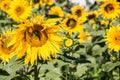 Big bright golden sunflowers on the big sunflower field with bees Royalty Free Stock Photo