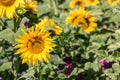 Big bright golden sunflowers on the big sunflower field with bees Royalty Free Stock Photo