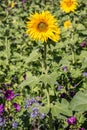 Big bright golden sunflowers on the big sunflower field with bees Royalty Free Stock Photo