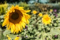 Big bright golden sunflowers on the big sunflower field with bees Royalty Free Stock Photo