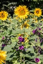 Big bright golden sunflowers on the big sunflower field with bees Royalty Free Stock Photo