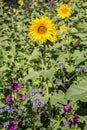 Big bright golden sunflowers on the big sunflower field with bees Royalty Free Stock Photo