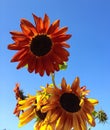 Big bright orange and yellow sunflowers against a bright blue sky