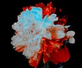 Big bright peony against black backdrop. Art tone multi exposure photo of white and red peony. Floral background