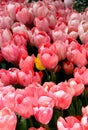 Bright pink tulips close-up at Goztepe Park during the Tulip Festival in Istanbul, Turkey Royalty Free Stock Photo