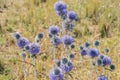 A big bright purple spheric flowers also known as `echinops ritro`