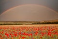 Poppy flower field aa big rainbow across dark sky. Royalty Free Stock Photo