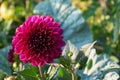 Big bright red dahlia flower on green background