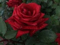 big bright red rose bud in summer rain drops Royalty Free Stock Photo