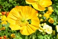 Big bright and vivid yellow alpine poppy with emerald green may-bug