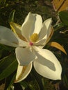 Big Bright white magnolia flower Royalty Free Stock Photo