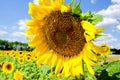 Big bright yellow flower of ripe sunflower against blue sky
