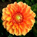 Bright yellow-orange dahlia flower close-up Royalty Free Stock Photo